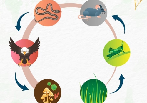 Can there be 7 trophic levels in a food chain?